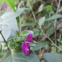 Dicliptera foetida (Forssk.) Blatt.